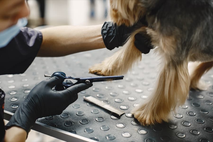 Hundefriseur mit einem Hund
